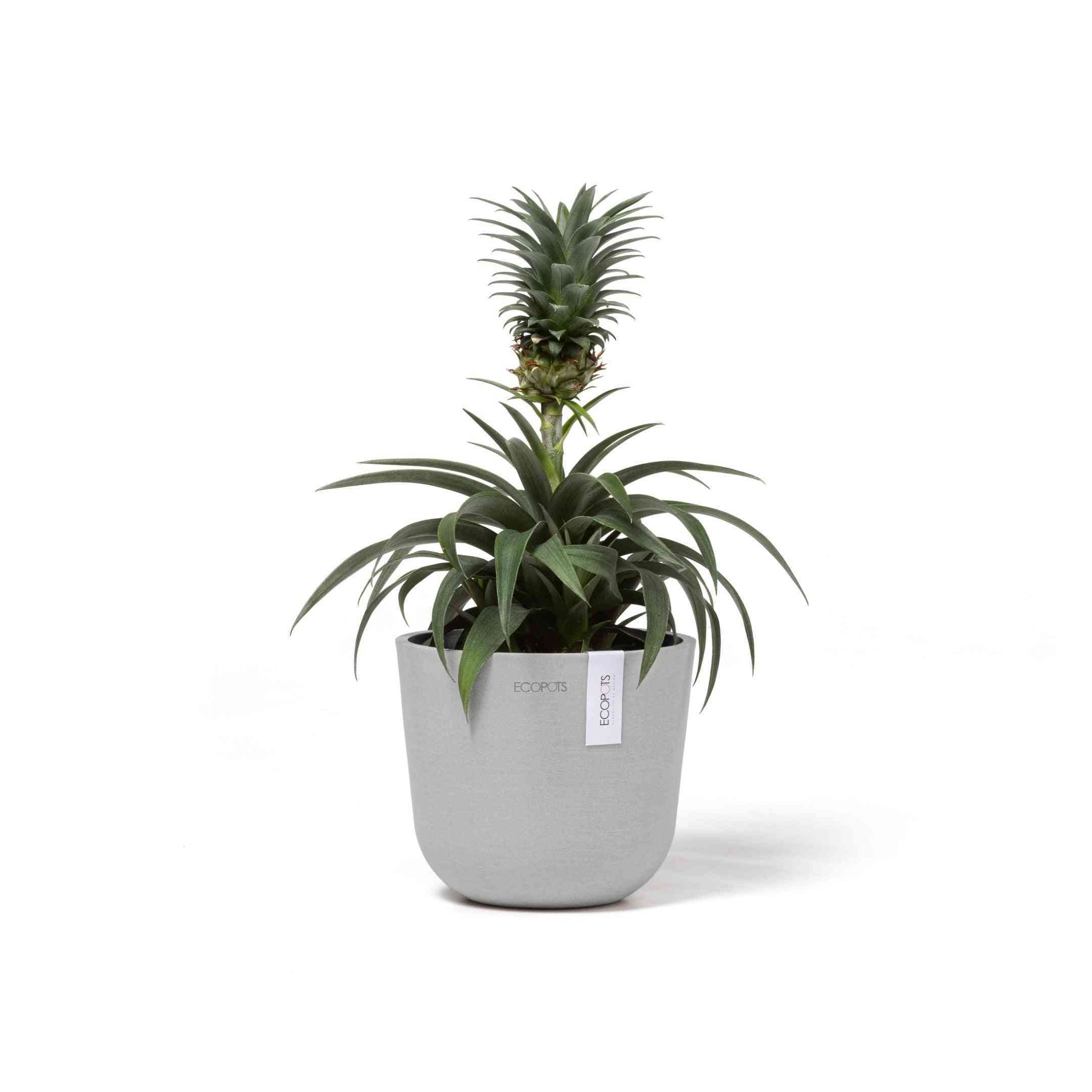 Кашпа Ecopots Oslo Mini 16 White Grey с ананасово растение, подходяща за модерни интериори и еко декорация на дома.
