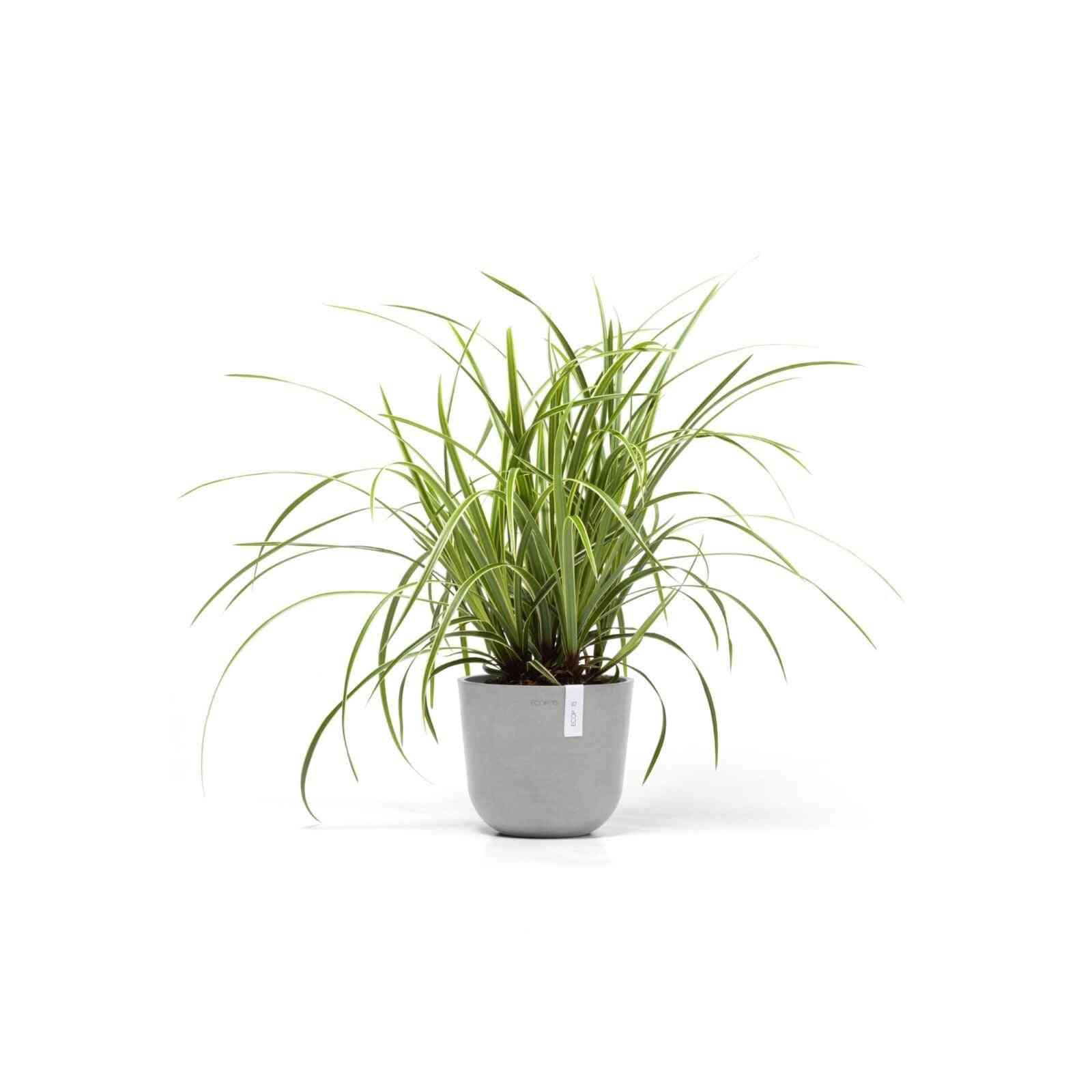 Кашпа Ecopots Oslo Mini 19 White Grey със зелено стайно растение, идеална за интериорна декорация и устойчиво озеленяване.