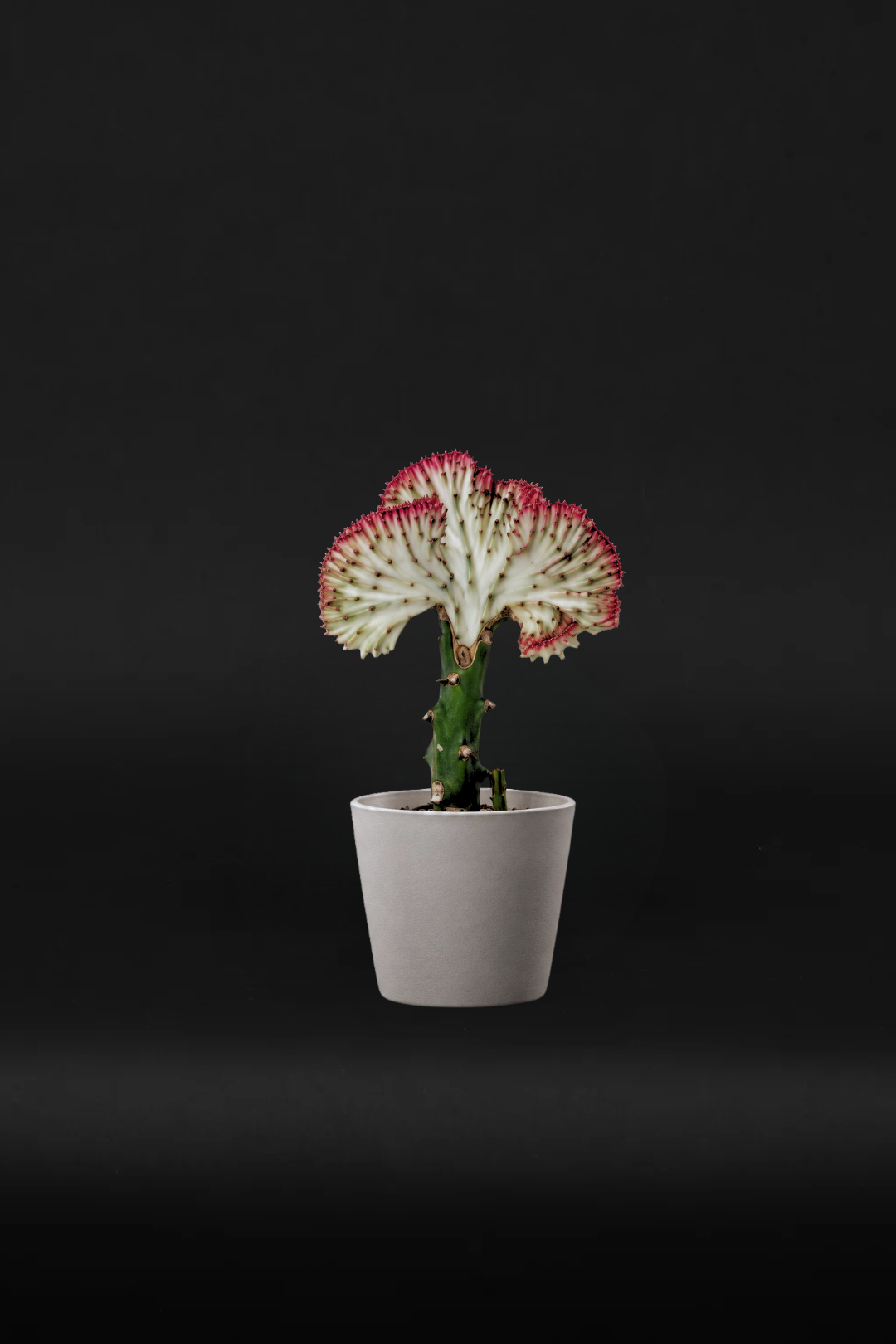 Кактус - Euphorbia Lactea Cristata