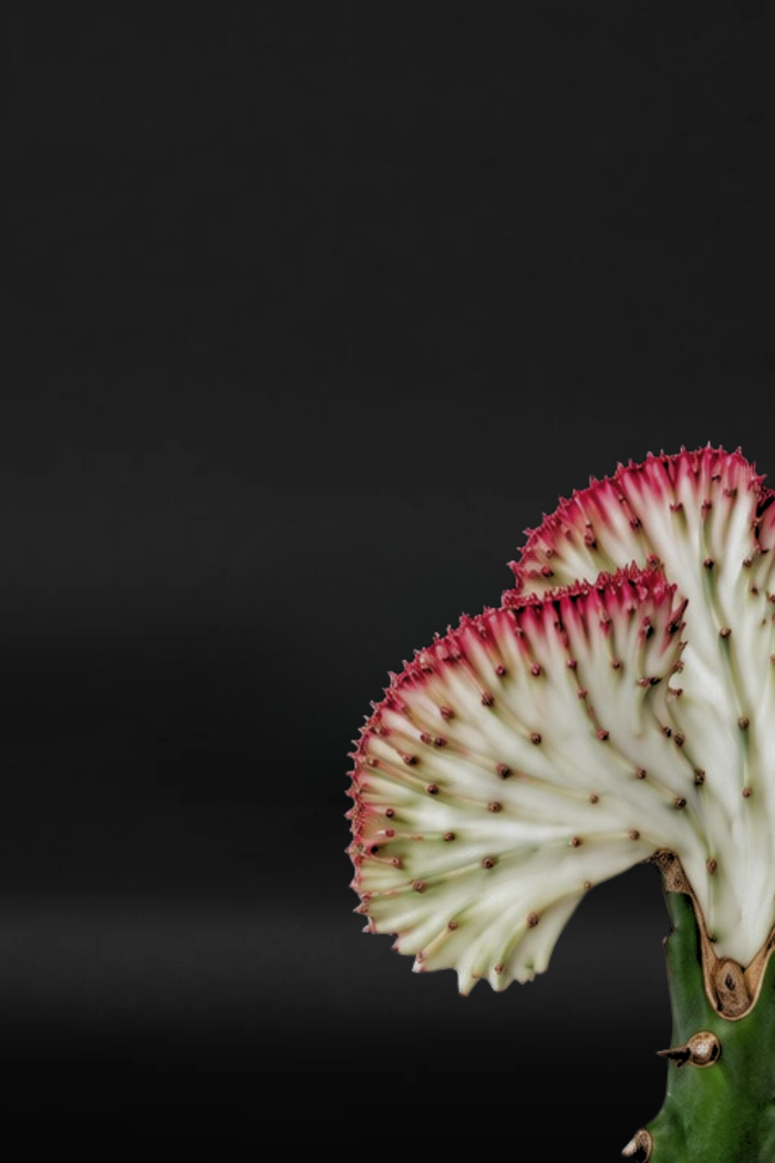 Кактус - Euphorbia Lactea Cristata