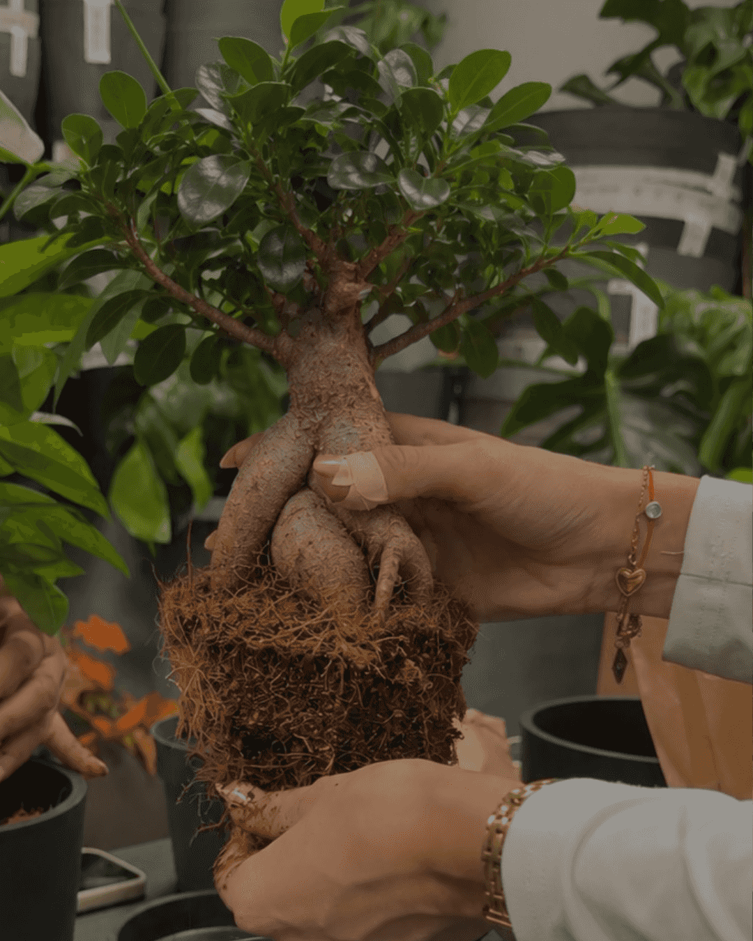 Repotting Ficus Bonsai /06.11/