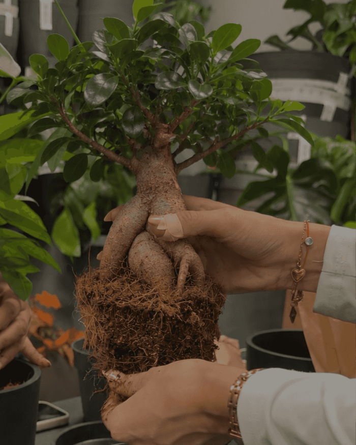 Repotting Ficus Bonsai /06.11/