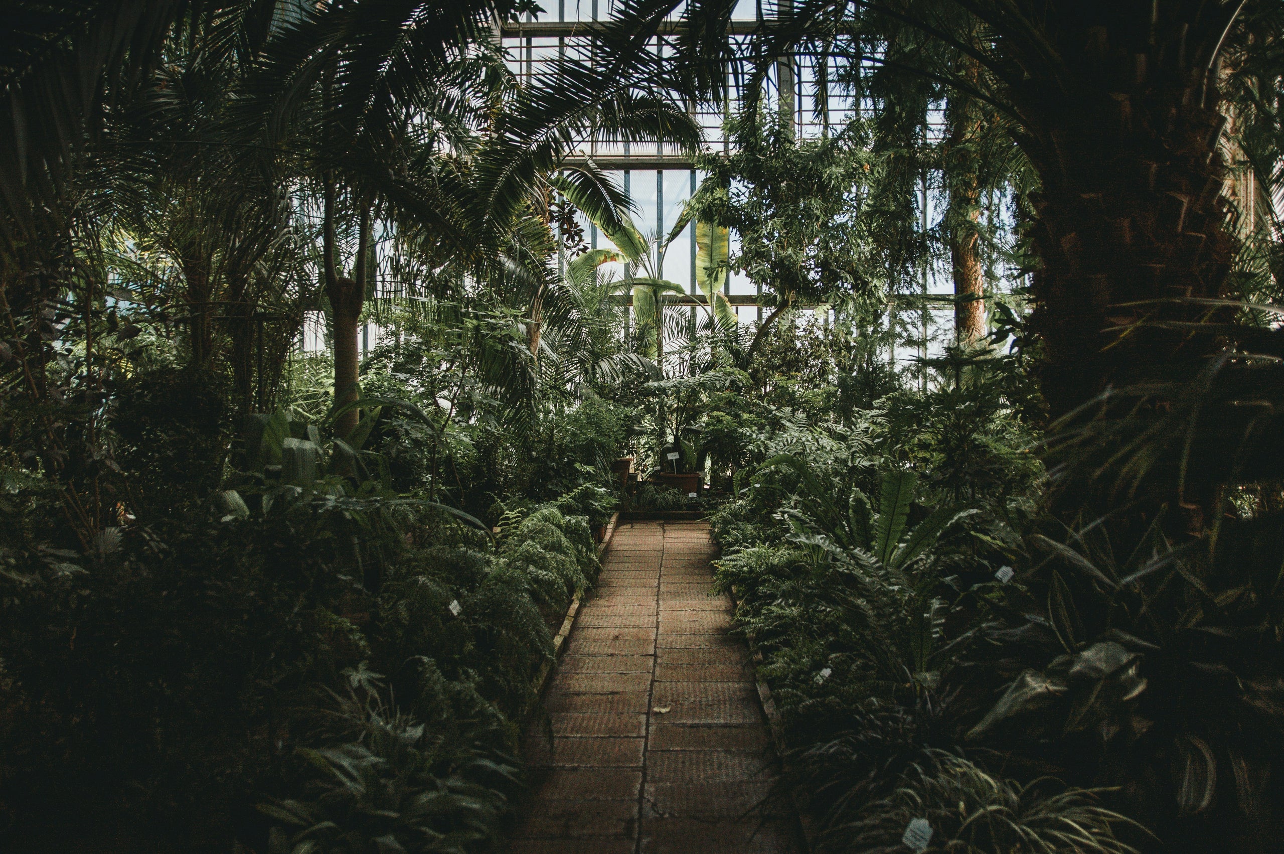 Airplants