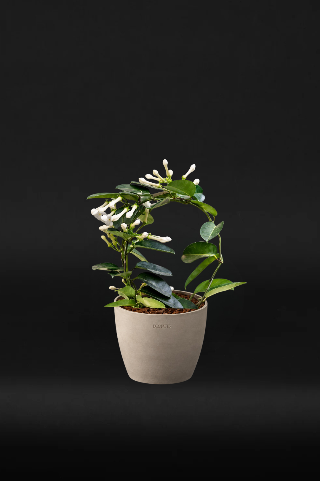 Стаен жасмин Стефанотис - Stephanotis