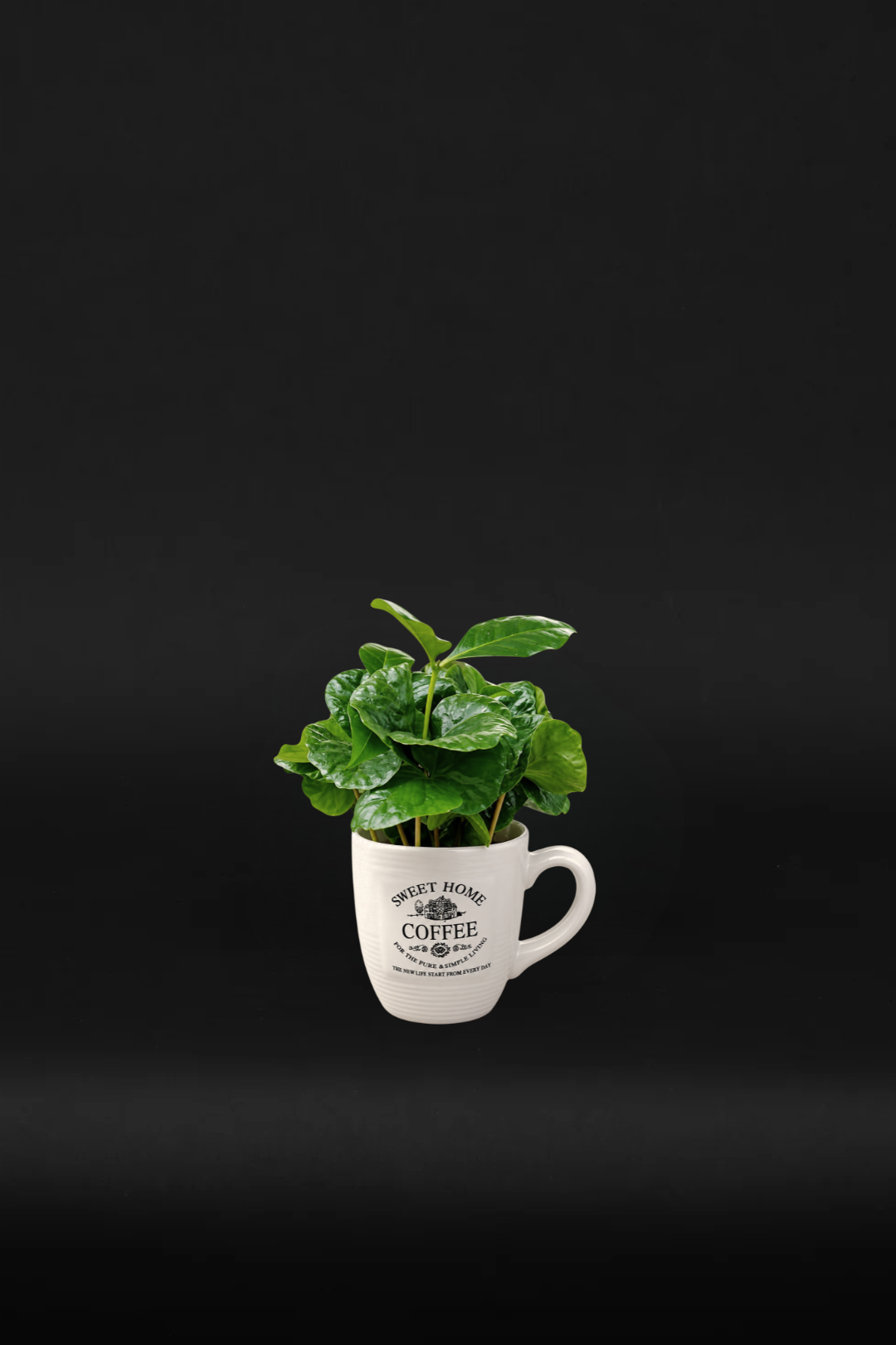 Кафено дърво Арабика - Coffee Tree