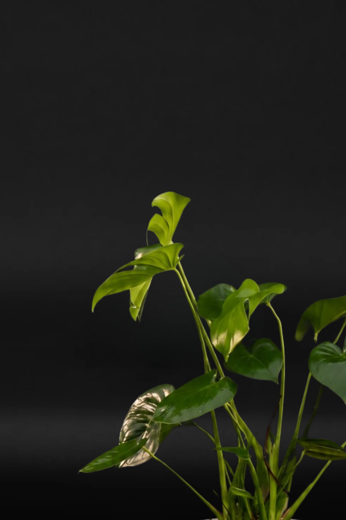 Монстера - Monstera Deliciosa