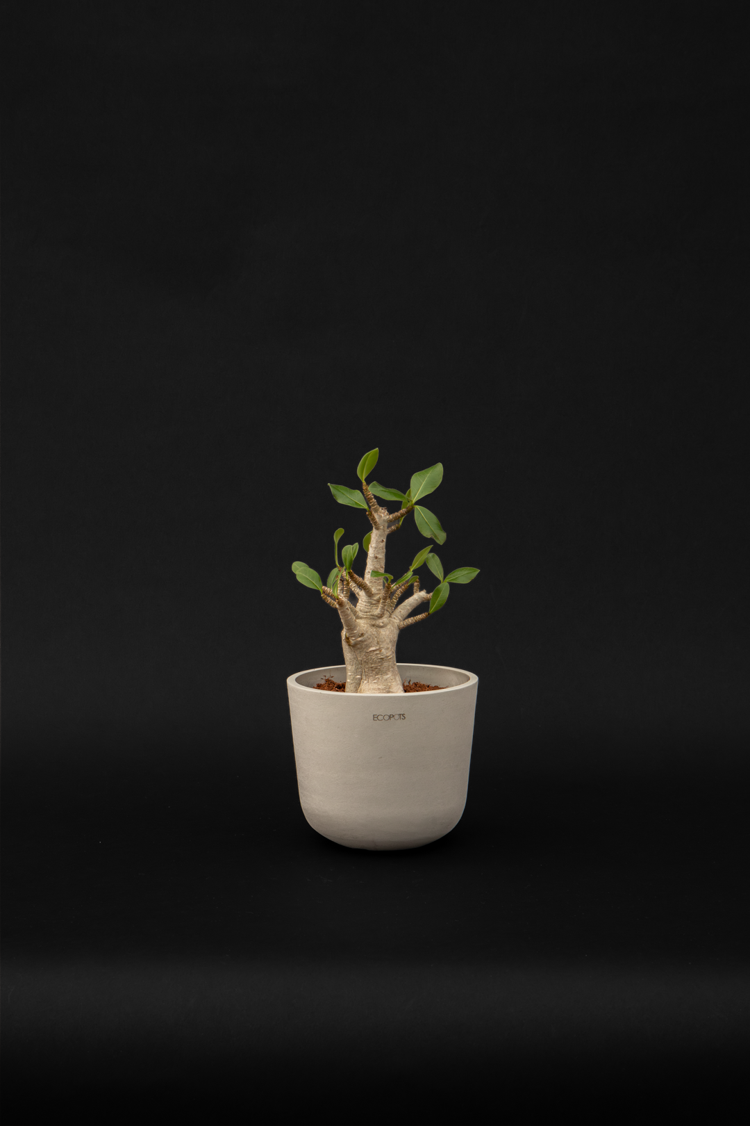 Адениум - Adenium Baobab