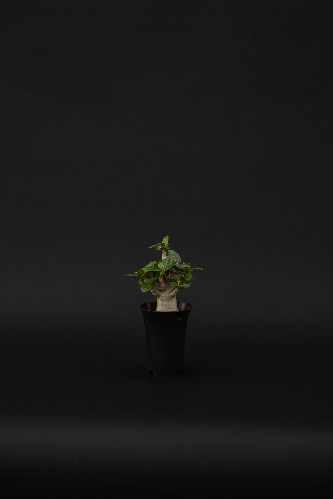 Адениум - Adenium Baobab small