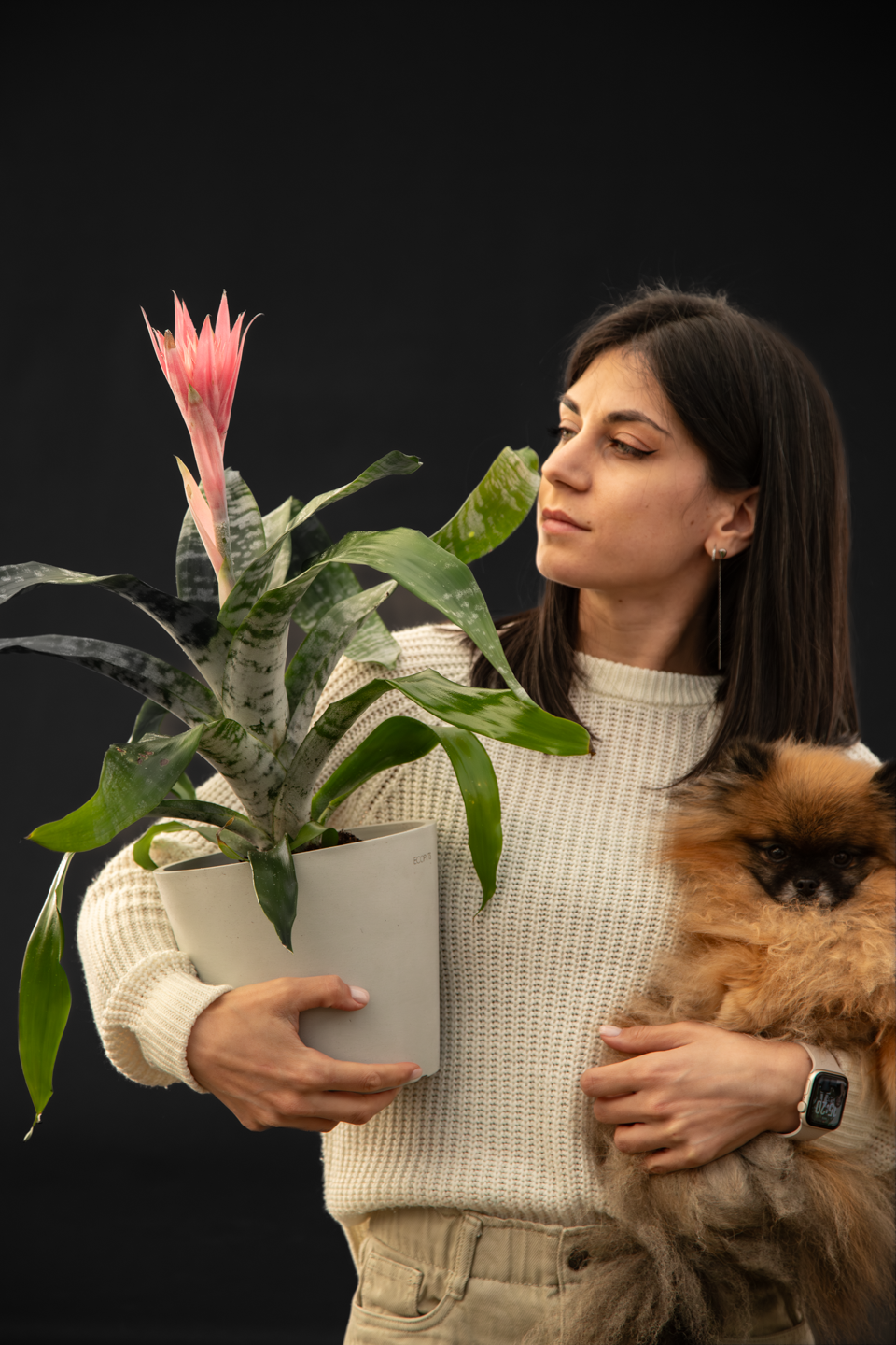 Ехмея - Aechmea fasciata