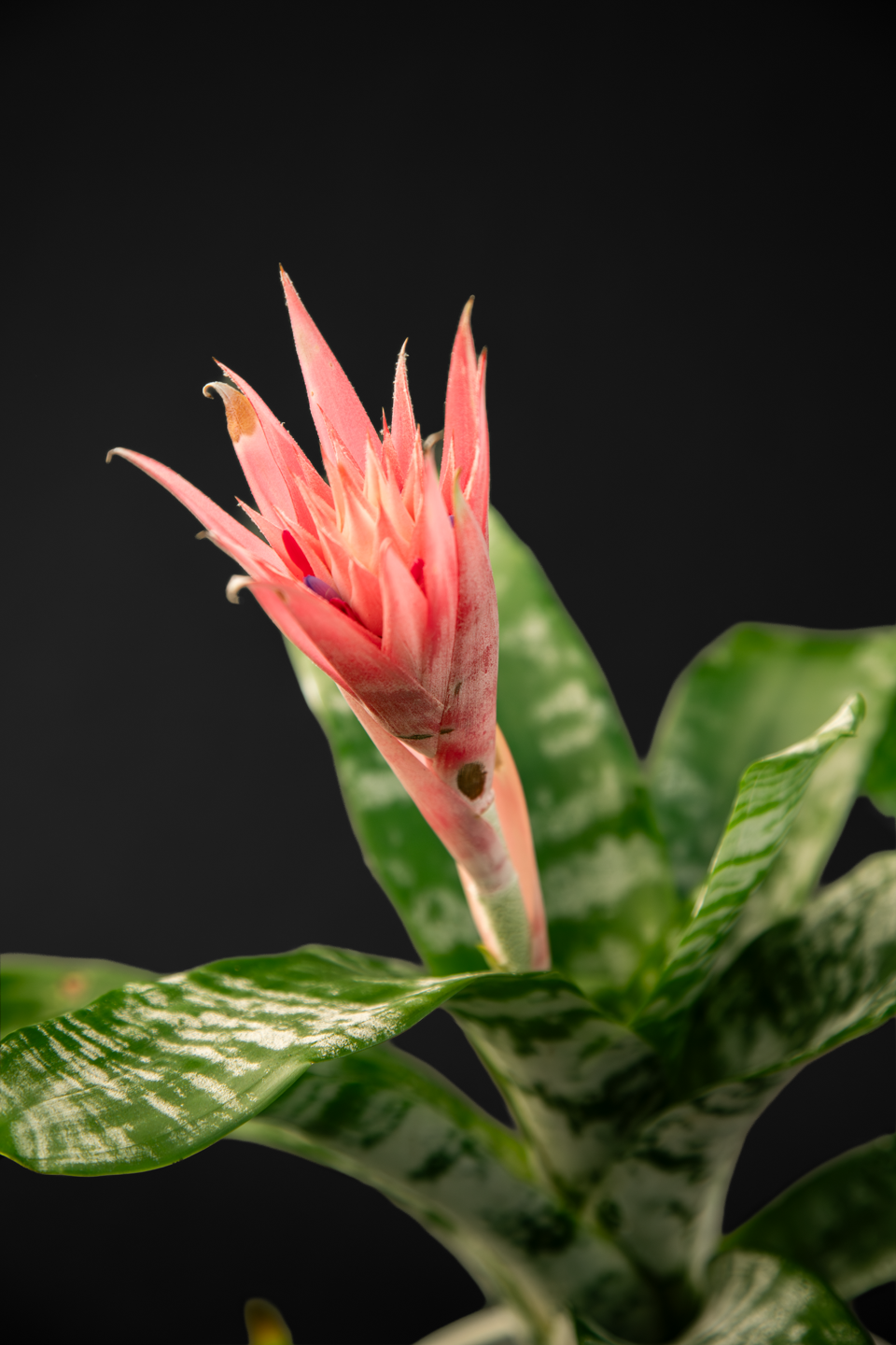 Ехмея - Aechmea fasciata