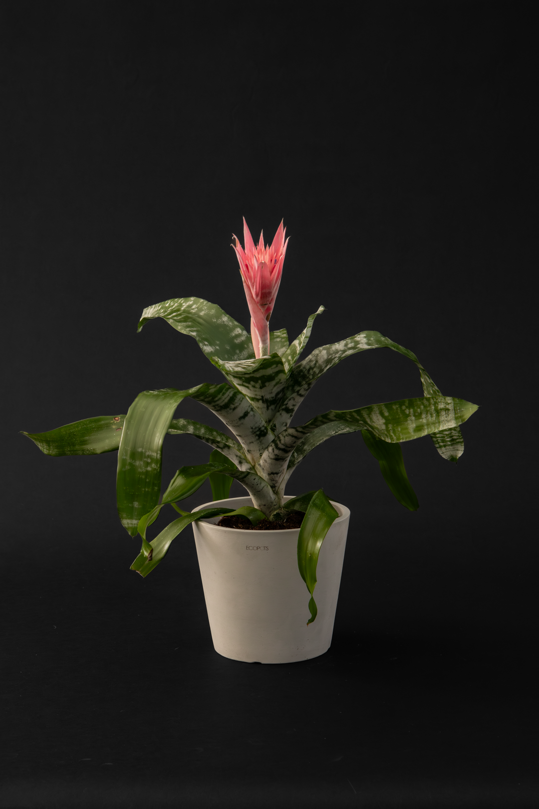 Ехмея - Aechmea fasciata