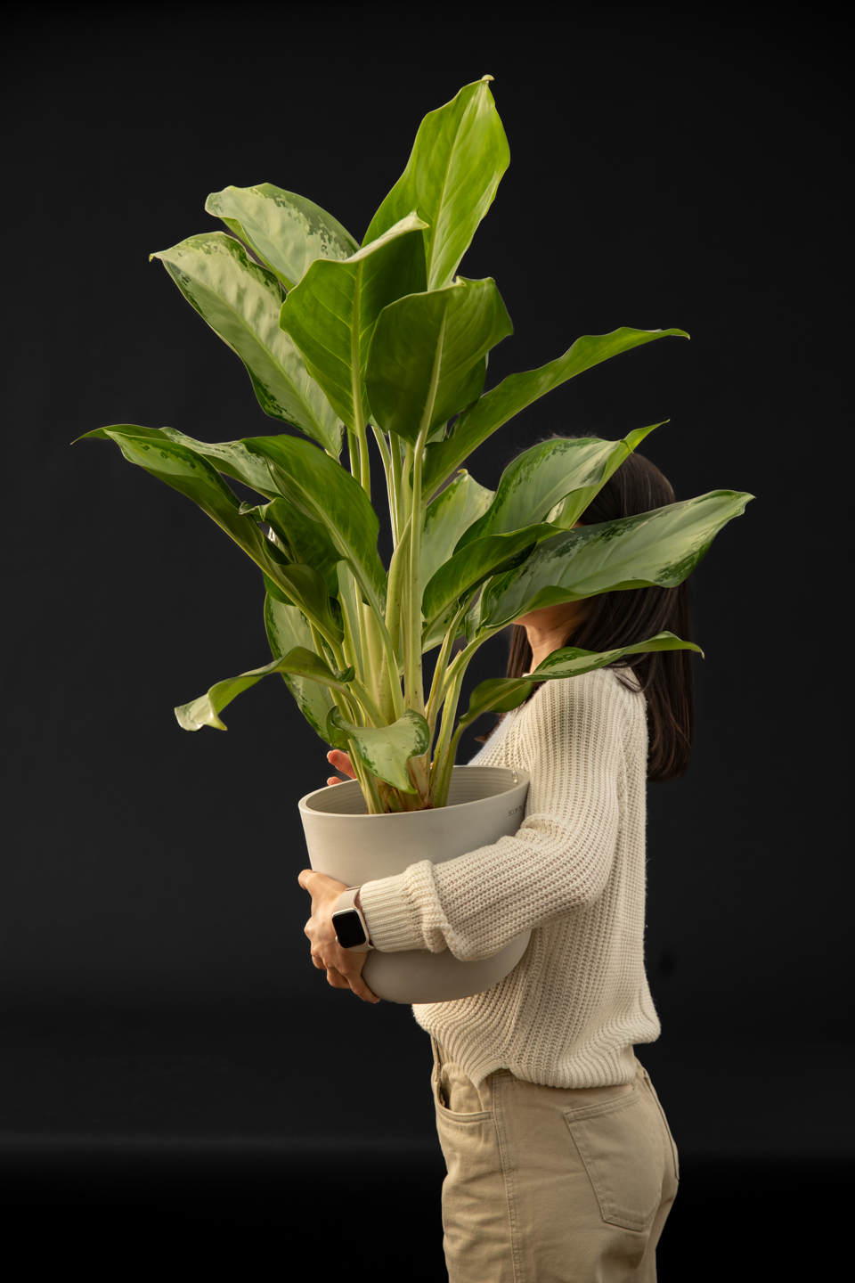 Аглаонема - Aglaonema Silver Bay