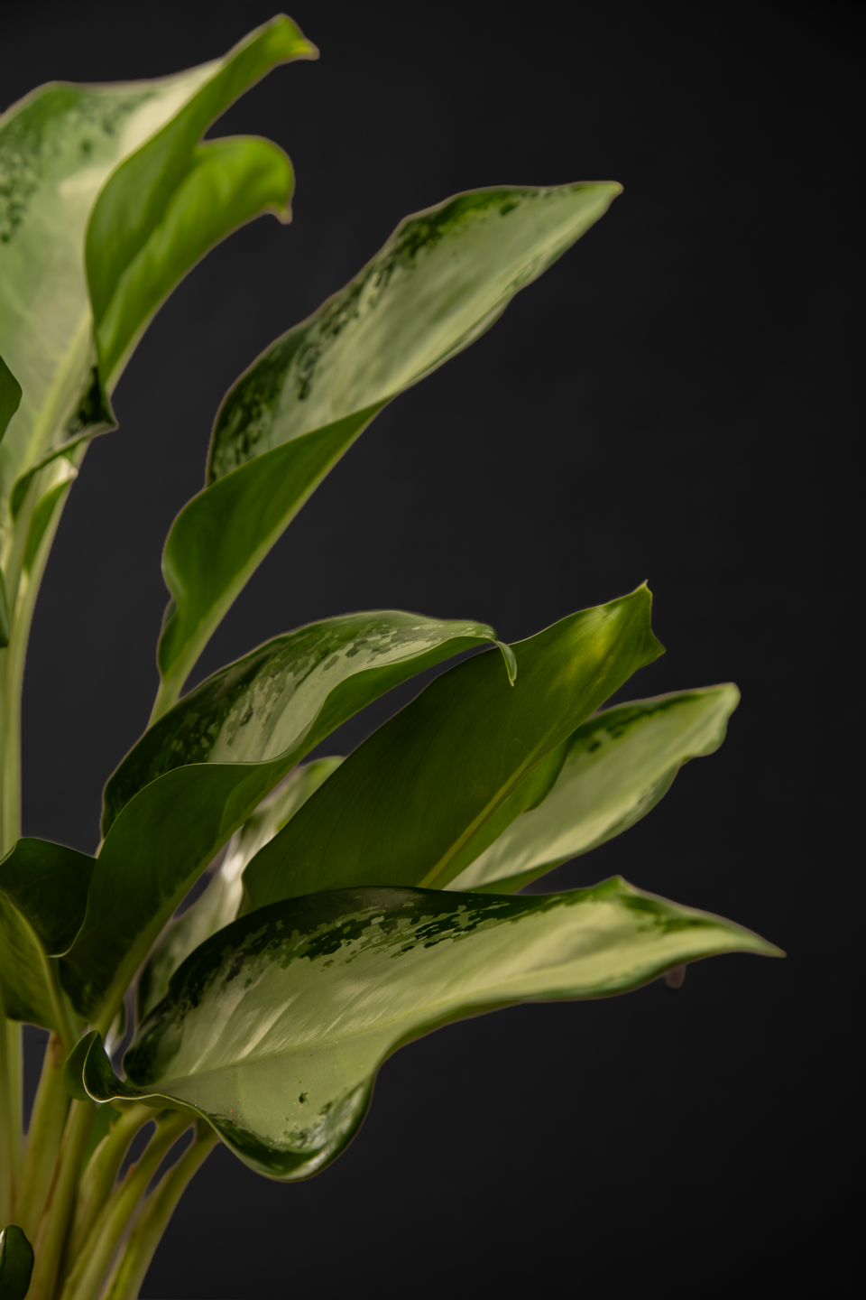 Аглаонема - Aglaonema Silver Bay