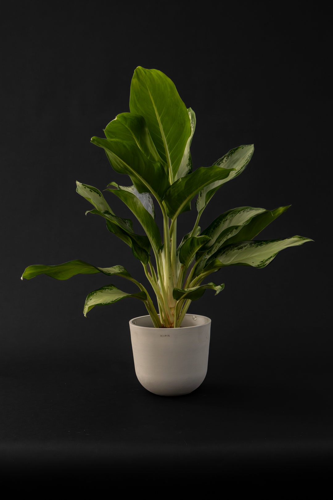 Аглаонема - Aglaonema Silver Bay