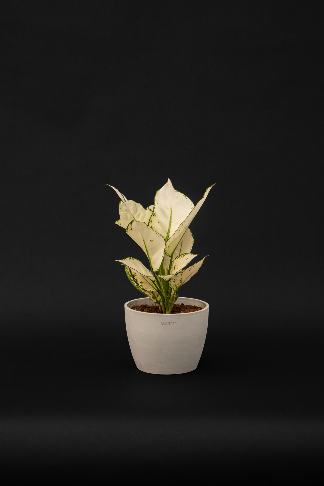 Аглаонема - Aglaonema White joy