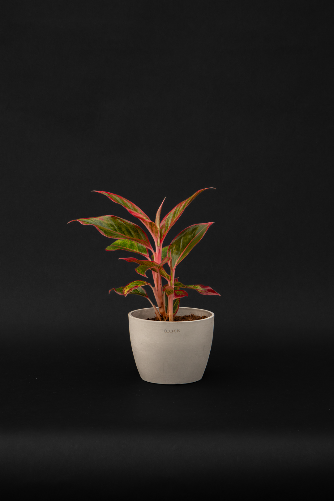 Аглаонема - Aglaonema Lady Valentine