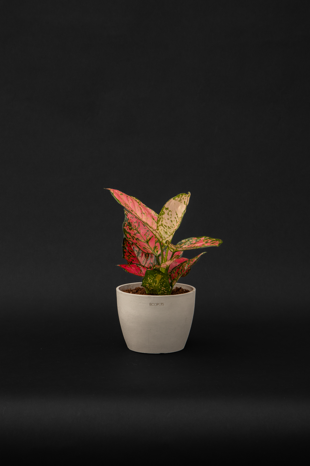 Аглаонема - Aglaonema Pink Leopard