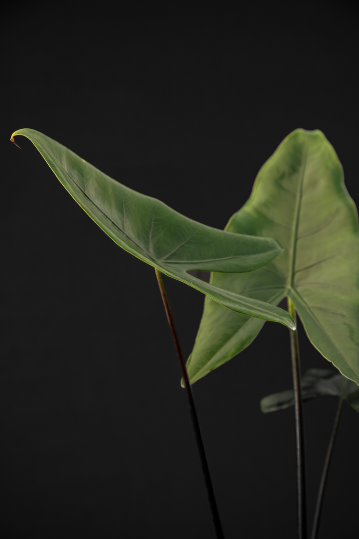 Алоказия - Alocasia Zebrina Black
