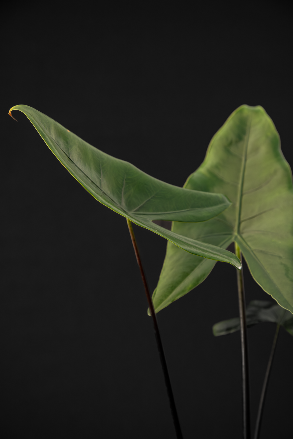 Алоказия - Alocasia Zebrina Black