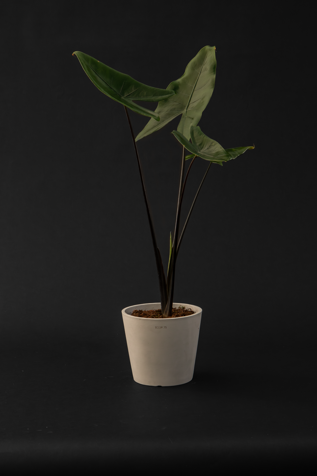 Алоказия - Alocasia Zebrina Black