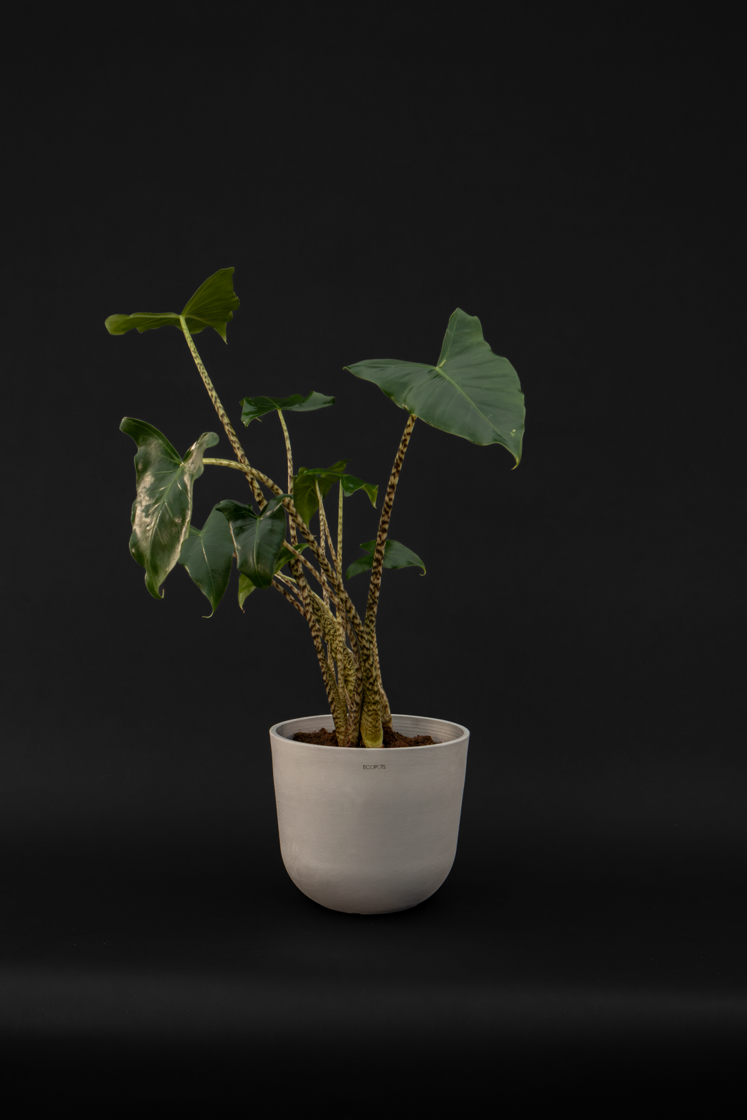 Алоказия - Alocasia Zebrina Tiger
