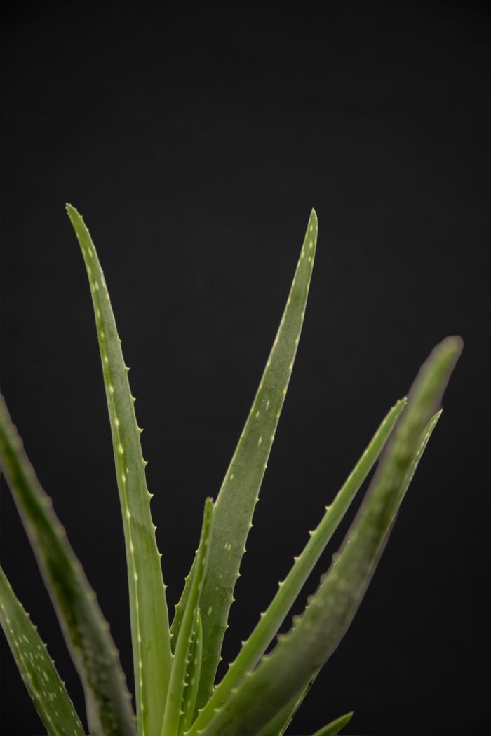Алое - Aloe Vera