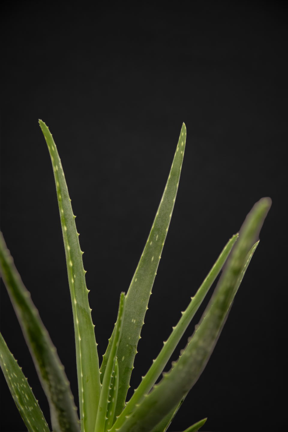 Алое - Aloe Vera
