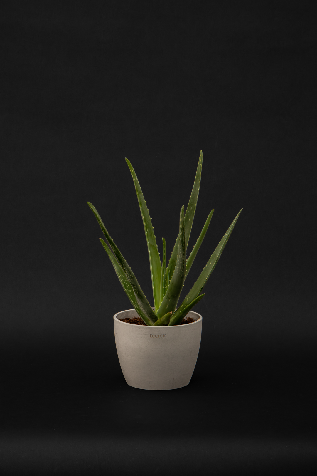 Алое - Aloe Vera