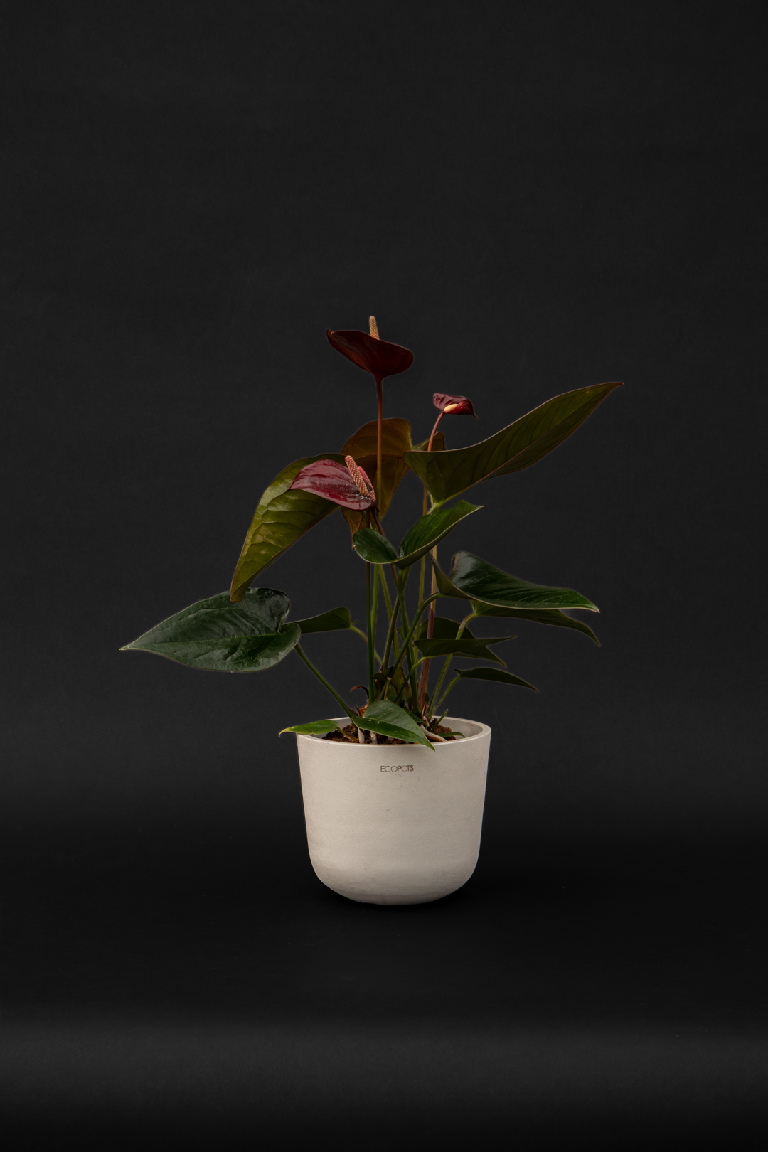 Антуриум - Anthurium Black love