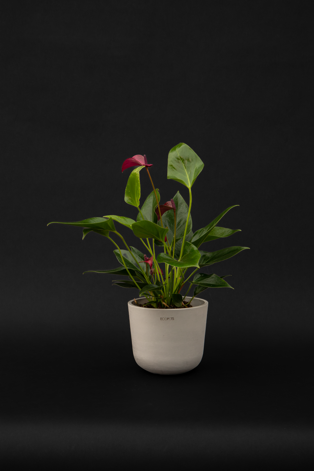 Антуриум - Anthurium Purple