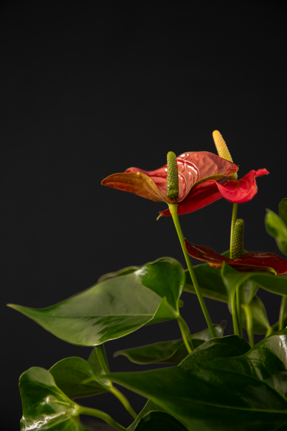 Антуриум - Anthurium Red Big