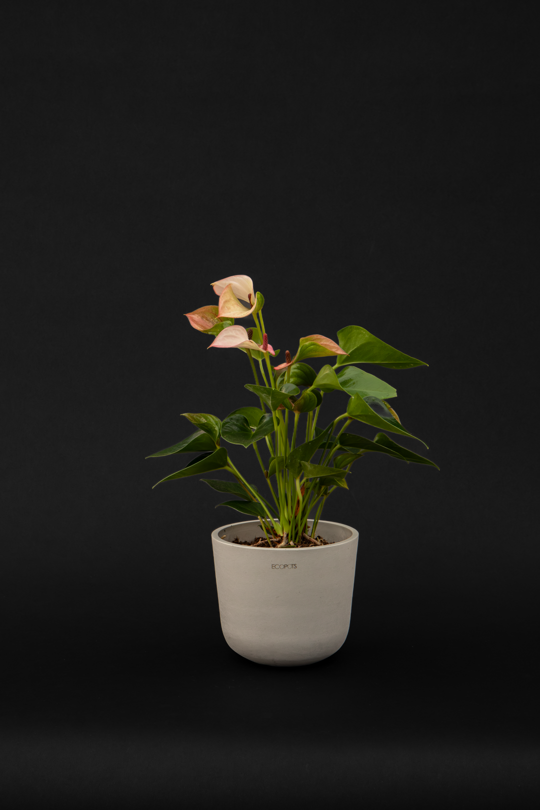 Антуриум - Anthurium Pink