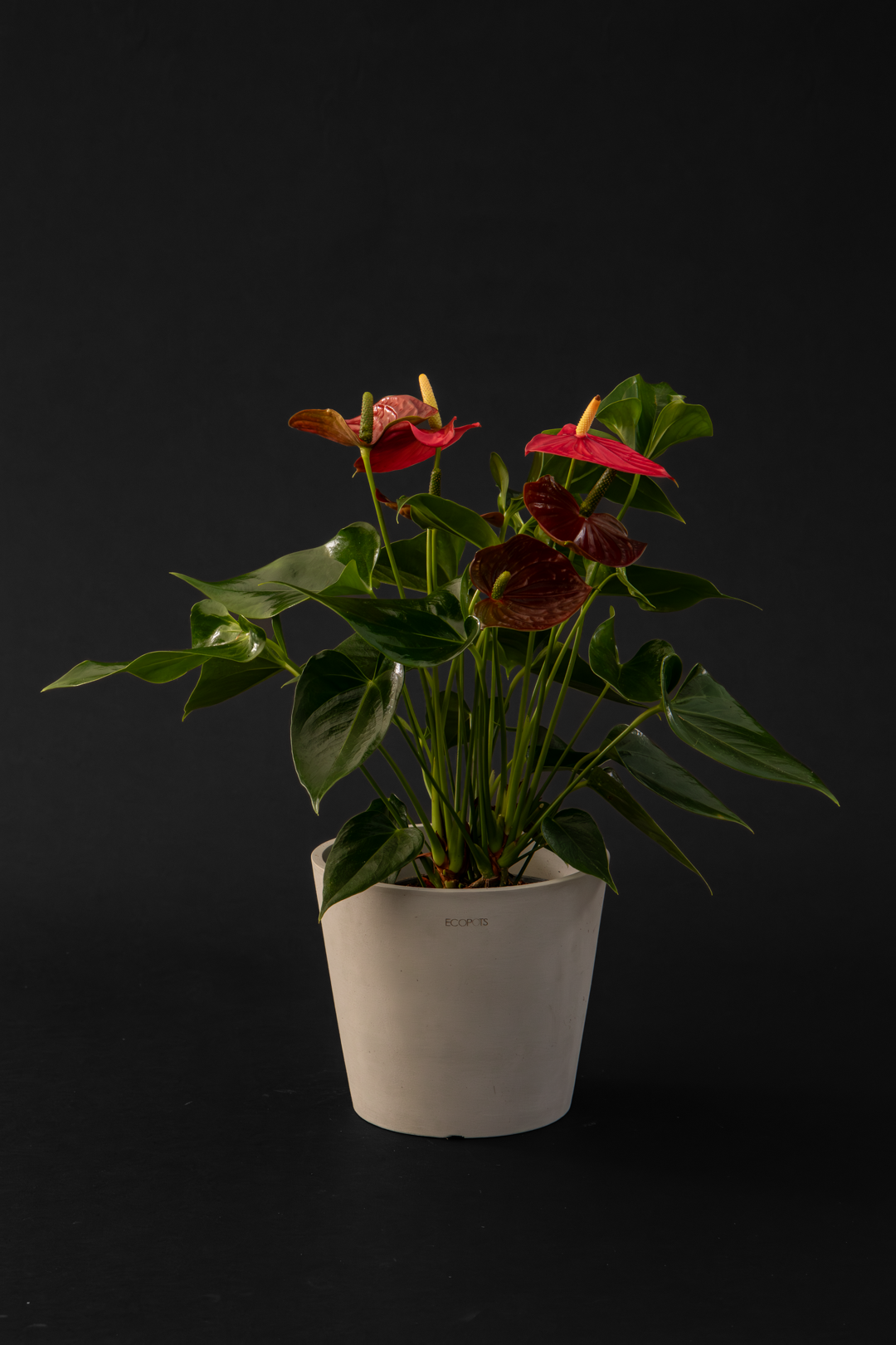 Антуриум - Anthurium Red Big