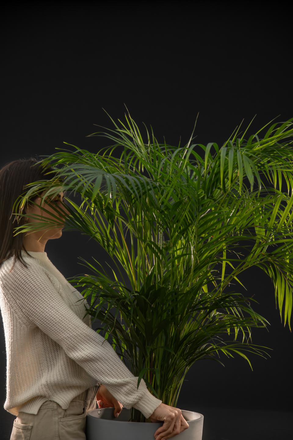 Арека - Areca Big