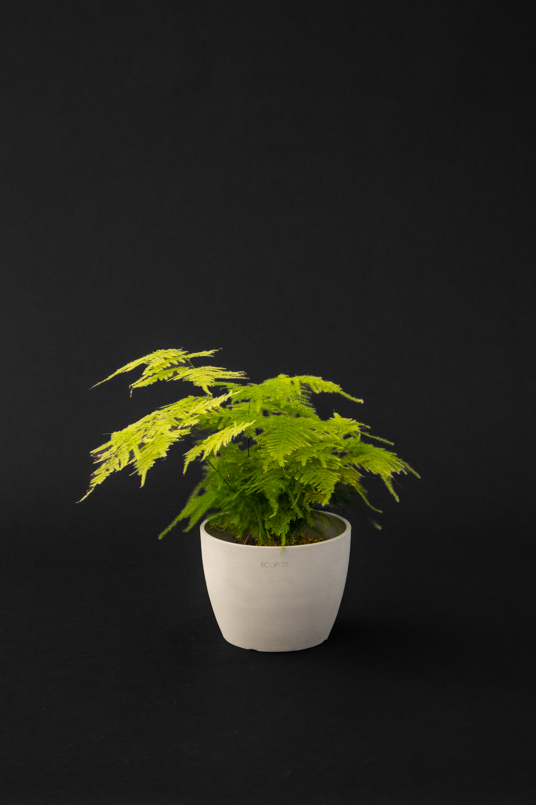 Аспарагус - Asparagus seteceus