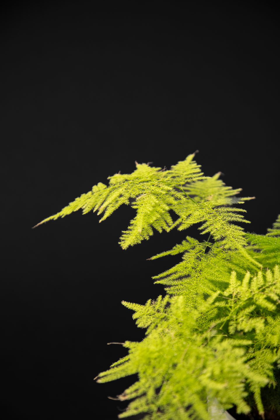 Аспарагус - Asparagus seteceus