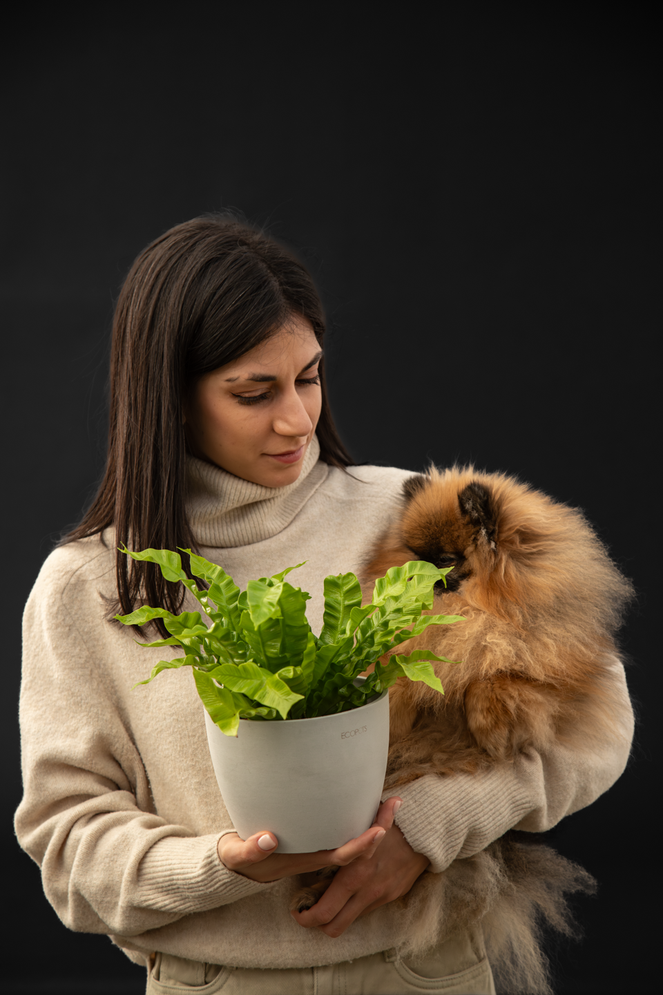 Асплениум - Asplenium Crispy Wave