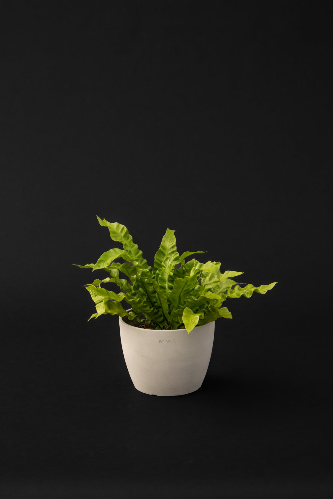 Асплениум - Asplenium Crispy Wave