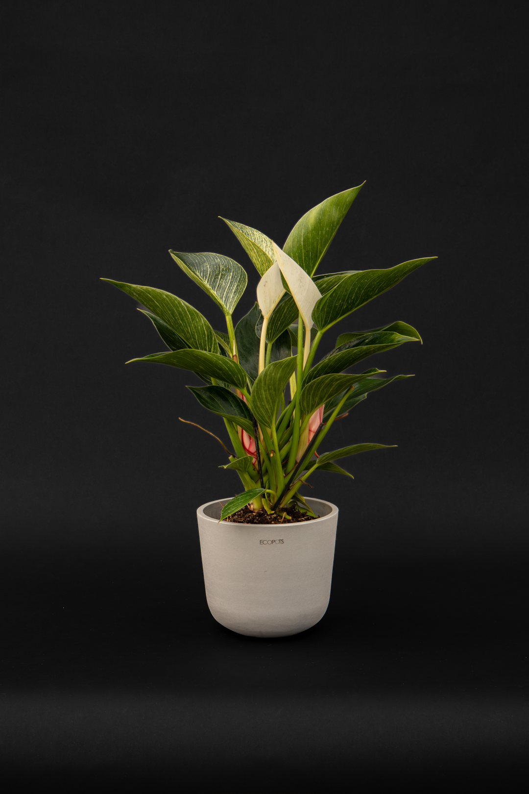 Филодендрон - Philodendron Birkin