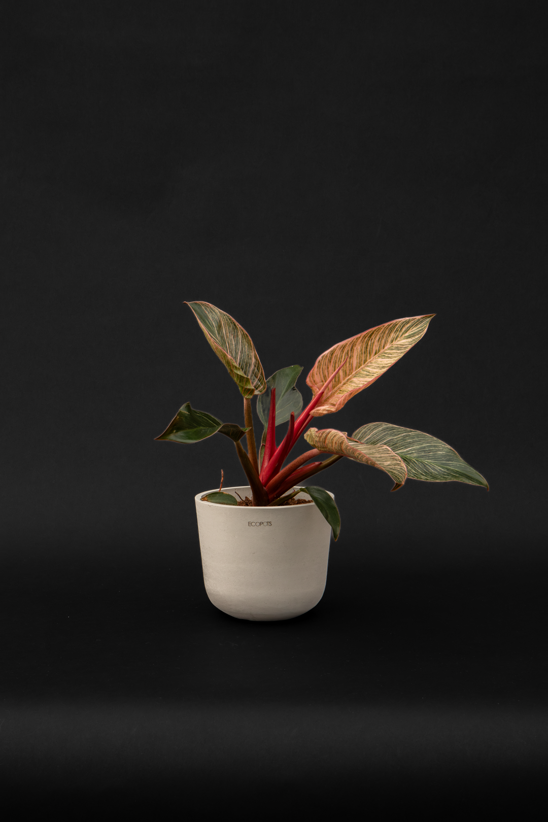 Филодендрон - Philodendron Birkin pink