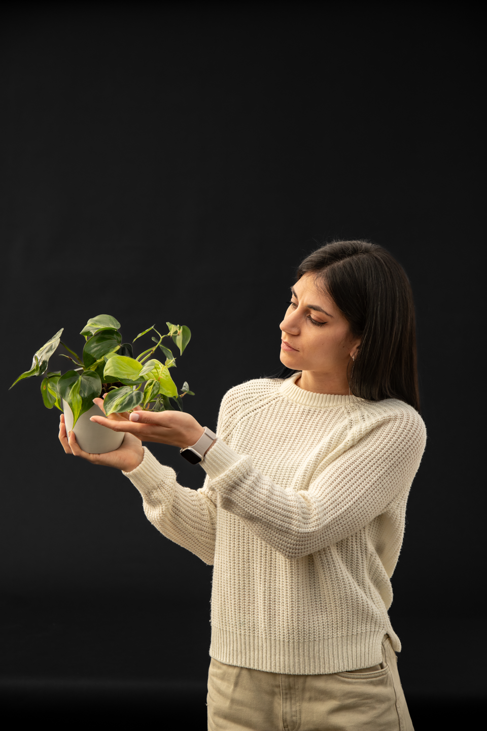 Филодендрон - Philodendron Scandens Brazil