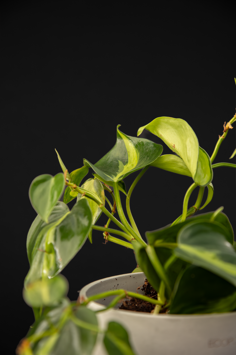 Филодендрон - Philodendron Scandens Brazil