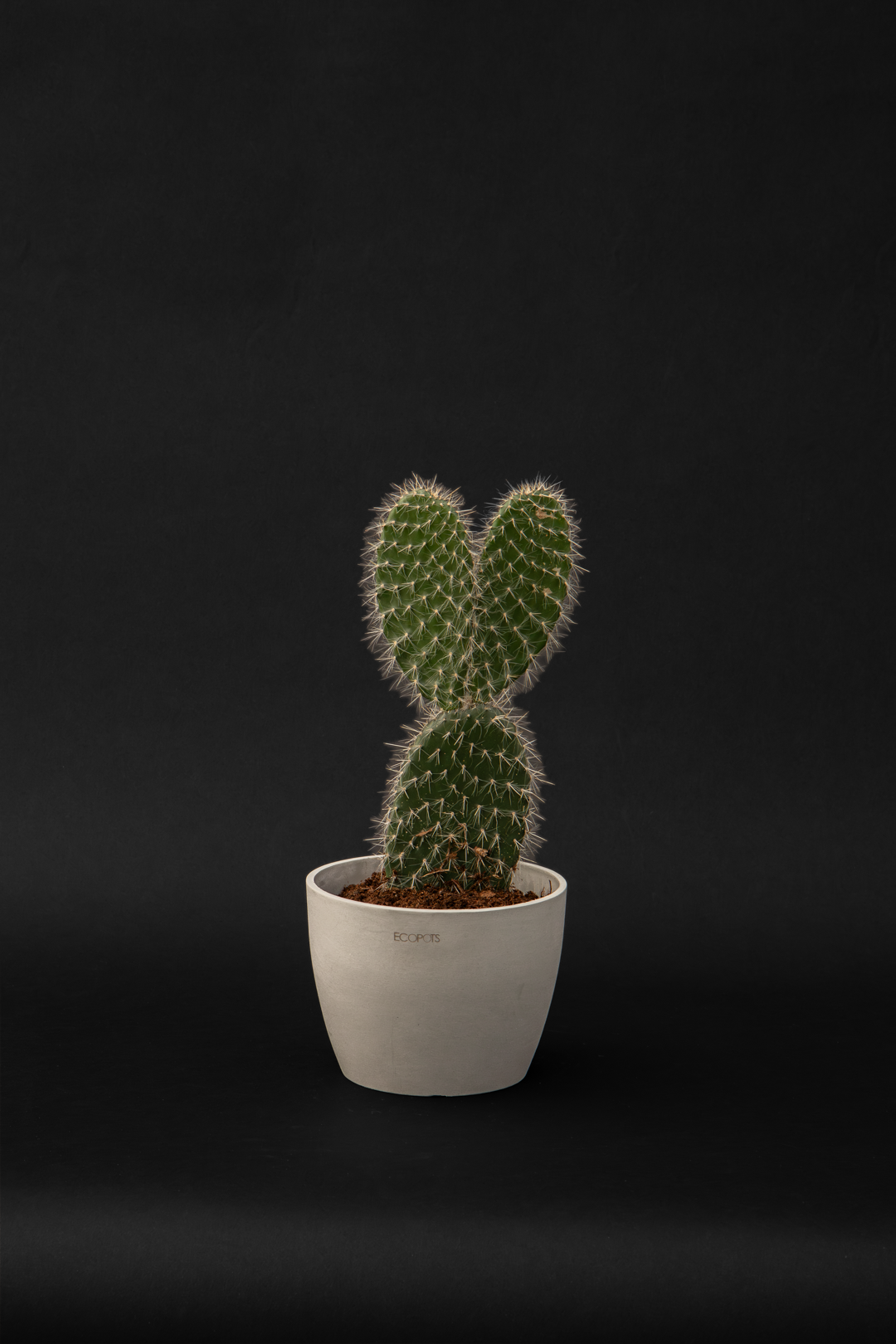 Кактус - Cactus Mickey Mouse