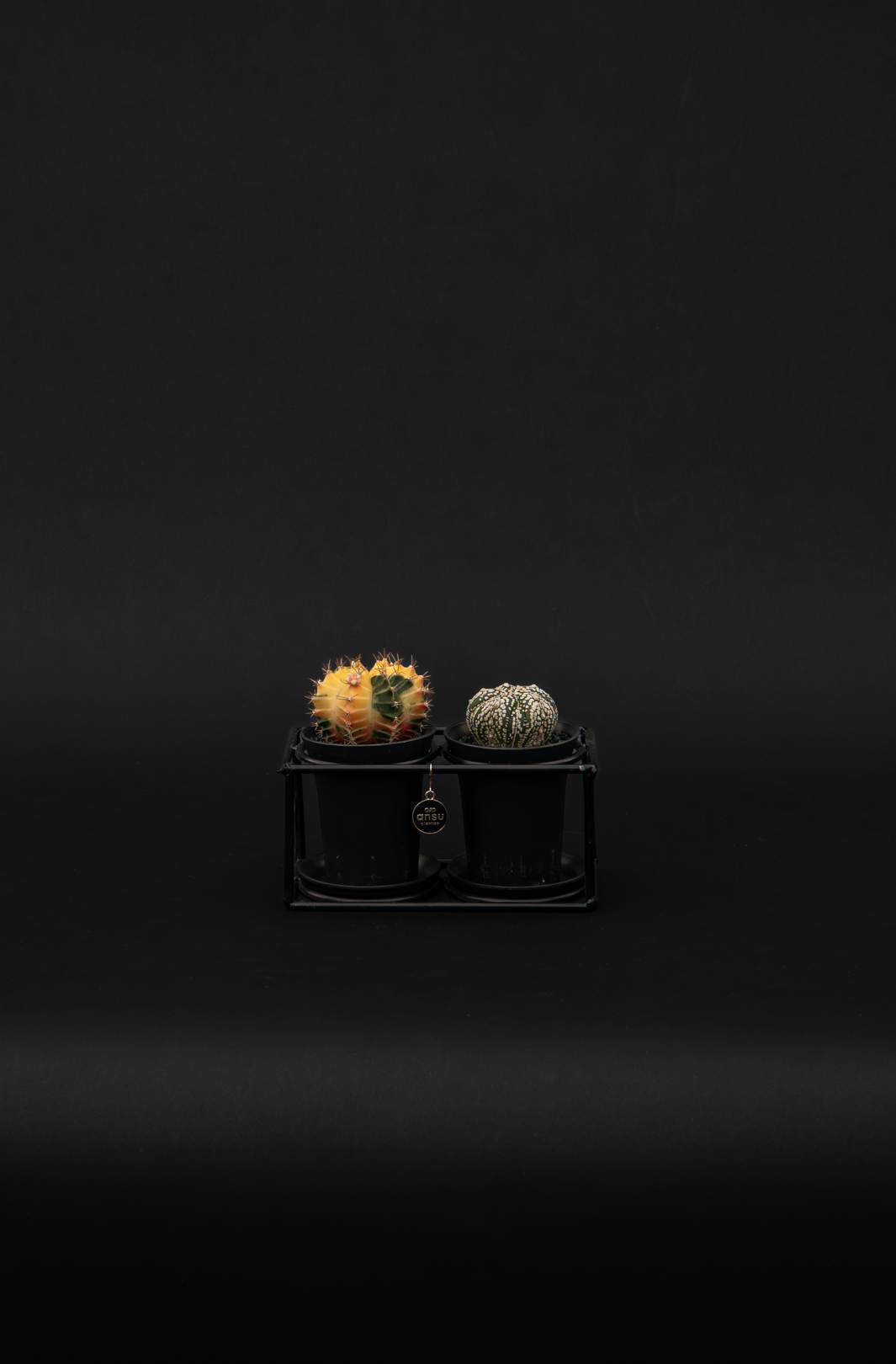 Кактус - Gymnocalycum Variegated Extra Colored Duo