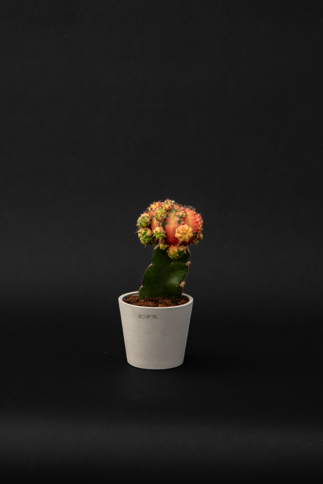 Кактус - Cactus Gymnocalycium