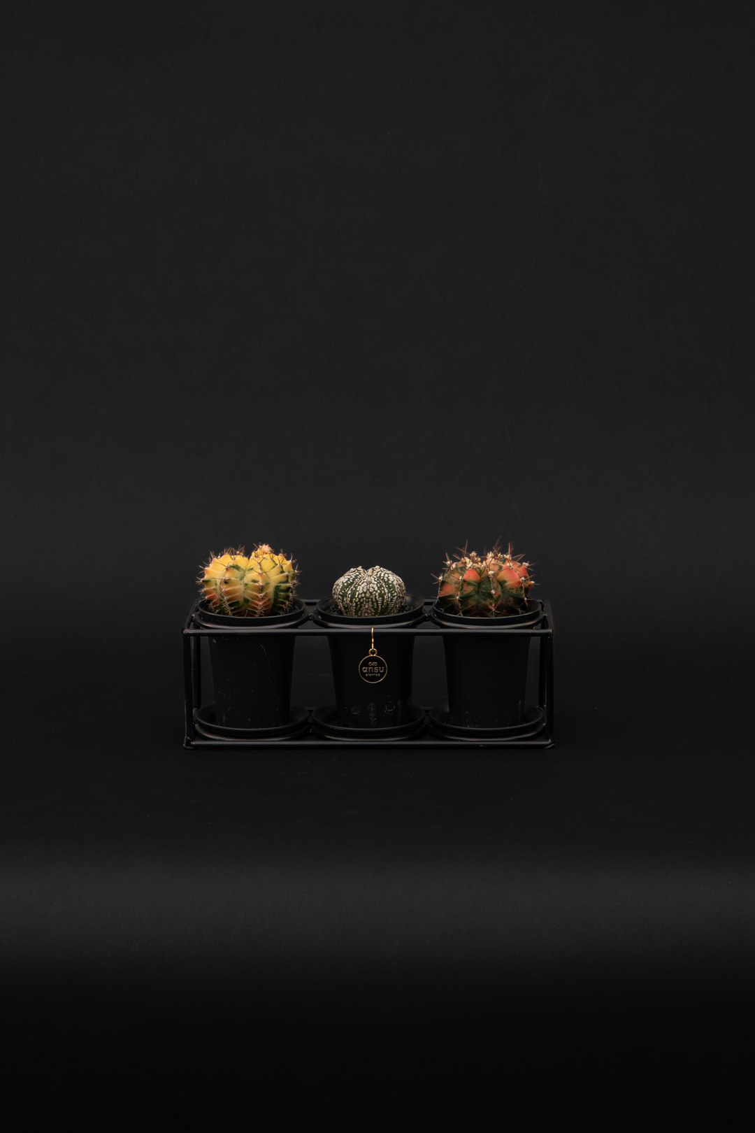 Кактус - Gymnocalycum Variegated Extra Colored Trio