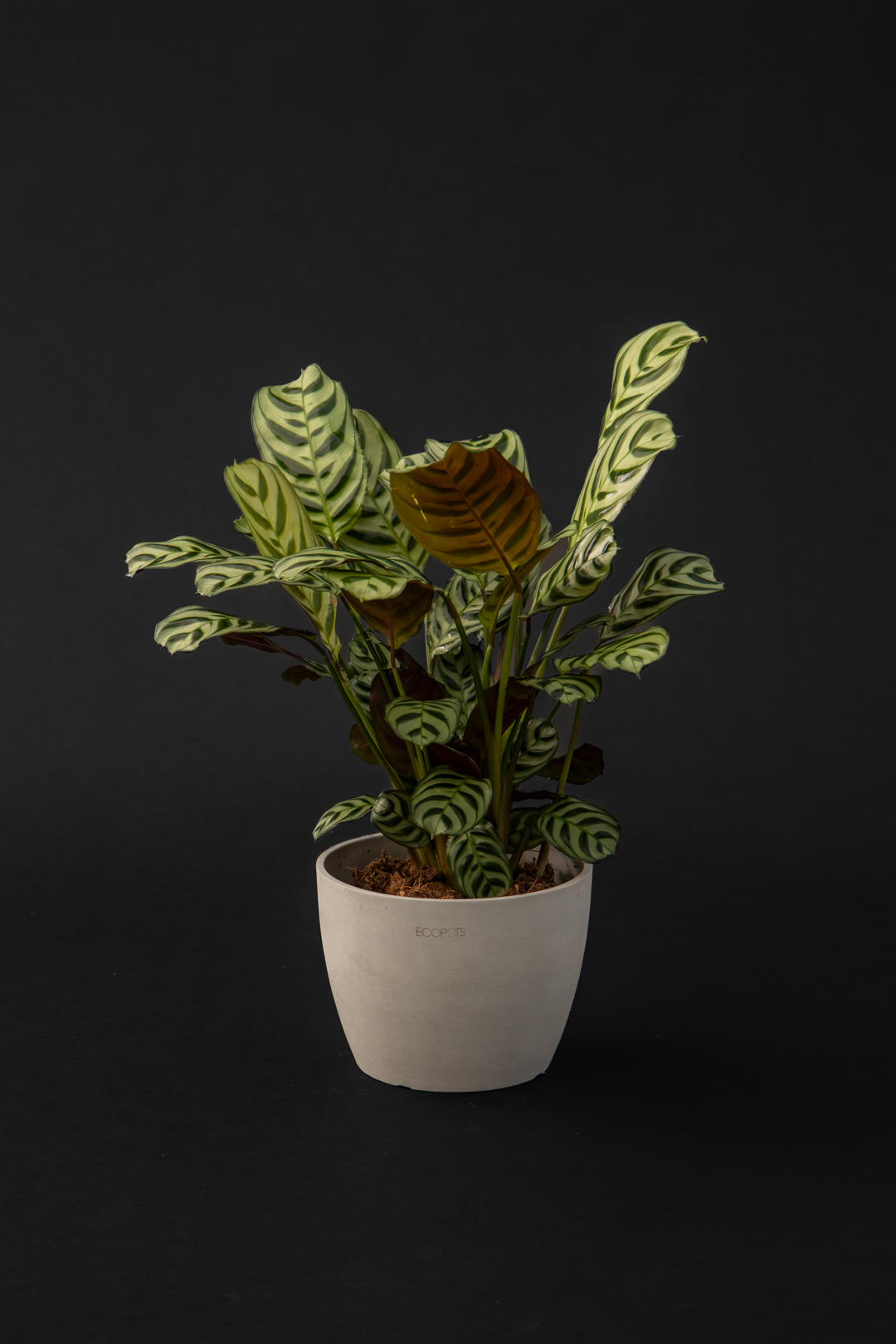 Ктенанте - Ctenanthe Amagris