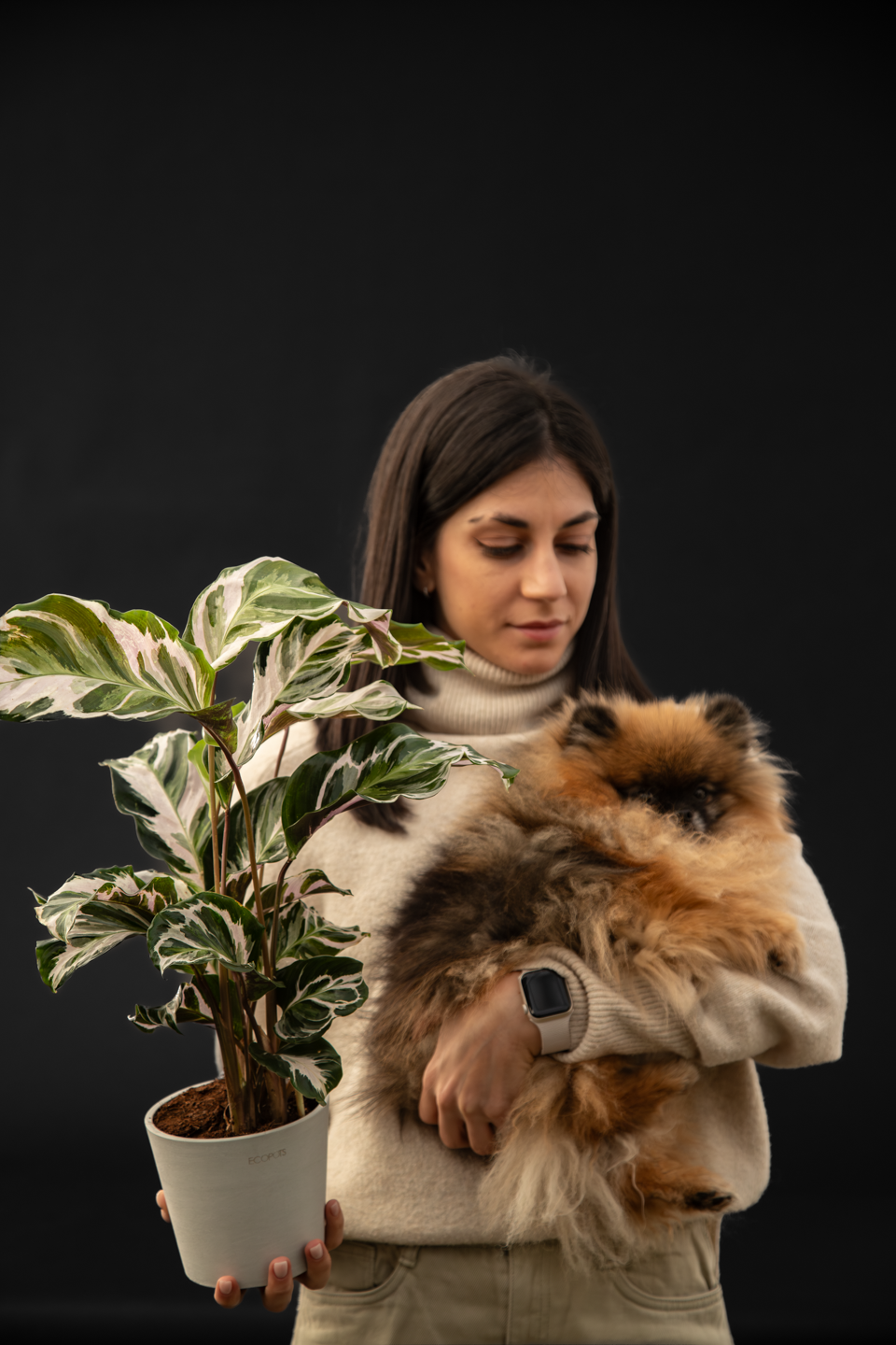 Калатея - Calathea Fusion white