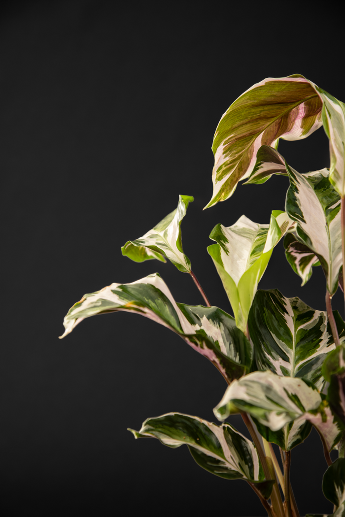 Калатея - Calathea Fusion white