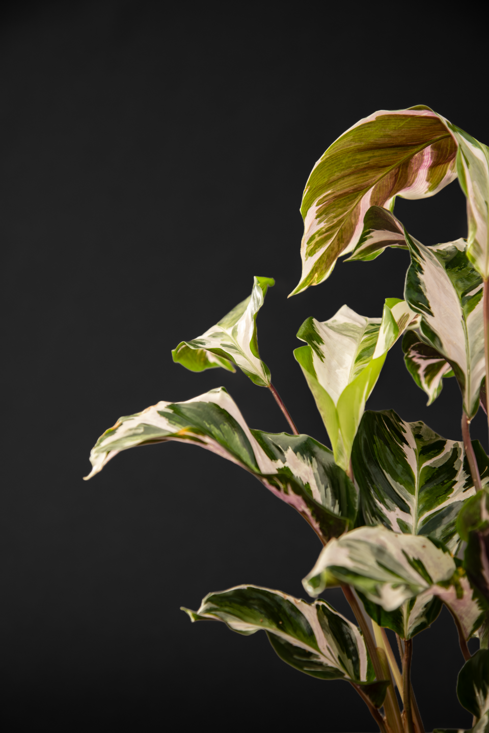 Калатея - Calathea Fusion white